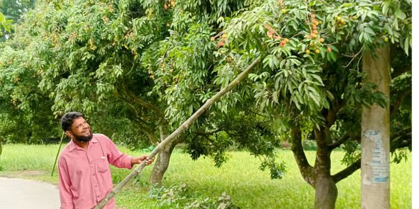 ‘২০০ বছর ধরে’ লিচুর আবাদ হচ্ছে মঙ্গলবাড়িয়ায়, এবারও গাছে গাছে ঝুলছে টসটসে লিচু